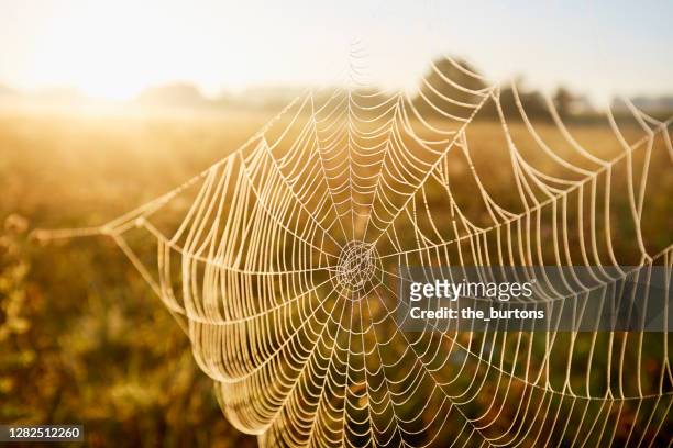 close-up of a cobweb with dew, idyllic landscape and fog during sunrise in the morning - spider stock-fotos und bilder