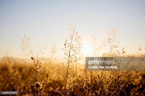 close-up of wild grasses, idyllic landscape and fog during sunrise in the morning - tegenlicht stockfoto's en -beelden