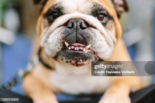 english bulldog looking up at the camera - bulldogge stock-fotos und bilder