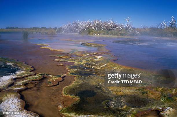 wetlands with corellas roosting in trees, witjira national park, south australia, australia - simpson desert imagens e fotografias de stock