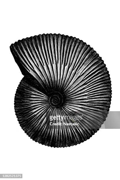 ammonoid (stephanoceras macrocephalum) , also called ammonite, any of a group of extinct cephalopods (of the phylum mollusca), forms related to the modern pearly nautilus (nautilus) - escargot stock illustrations
