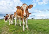 Calf playful in a row together, oncoming to the camera in a green meadow under a cloudy blue sky