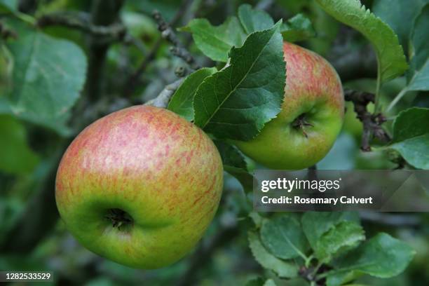 organic 'crimson bramley apple' growing on tree in orchard. - crimson bramley apple stock pictures, royalty-free photos & images