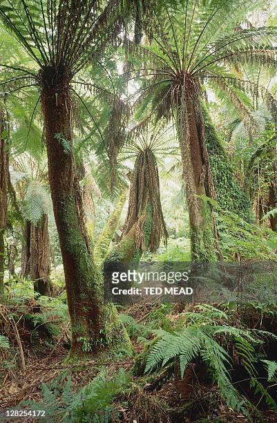 mann ferns in rainforest, tasmania - dicksonia antarctica - tree fern stock pictures, royalty-free photos & images