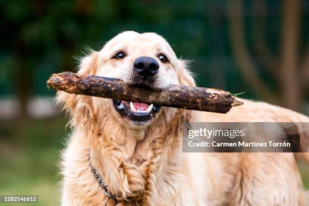 awesome golden retriever holding wooden stick - golden hoof stock pictures, royalty-free photos & images