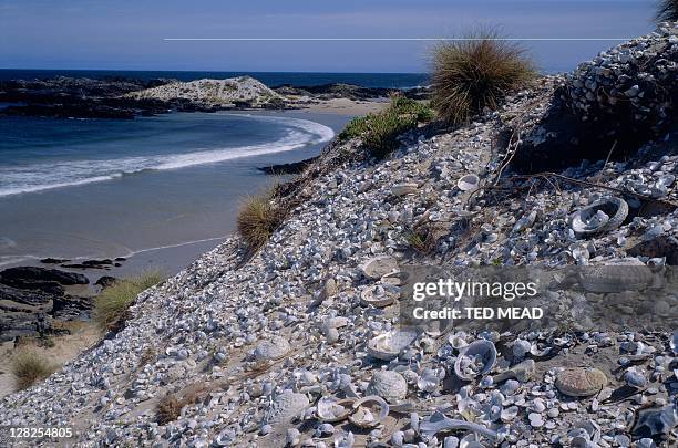 Shell Midden Nz 28 Shell Middens Stock Photos, High-Res Pictures, and Images - Getty Images