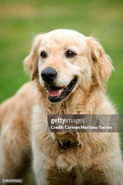 beautiful golden retriever dog. - golden hoof stock pictures, royalty-free photos & images