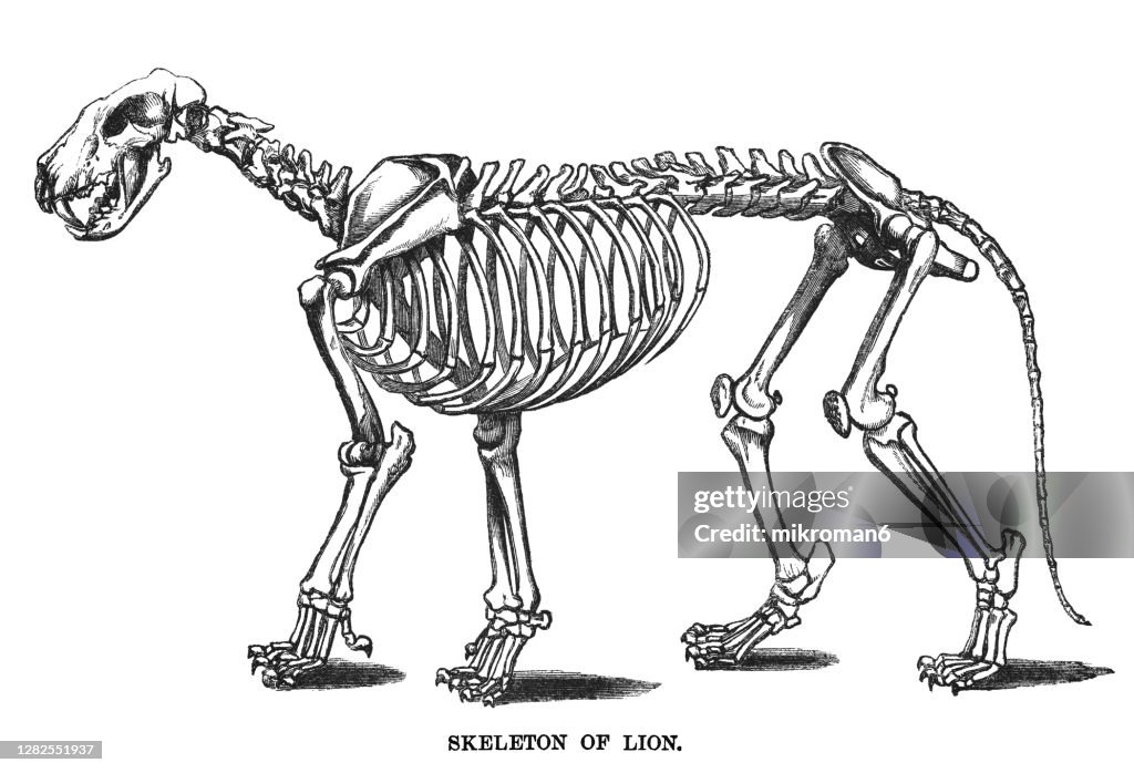 Old engraved illustration of Skeleton of  Lion