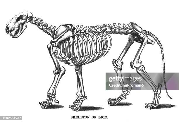 old engraved illustration of skeleton of  lion - cat skeleton 個照片及圖片檔