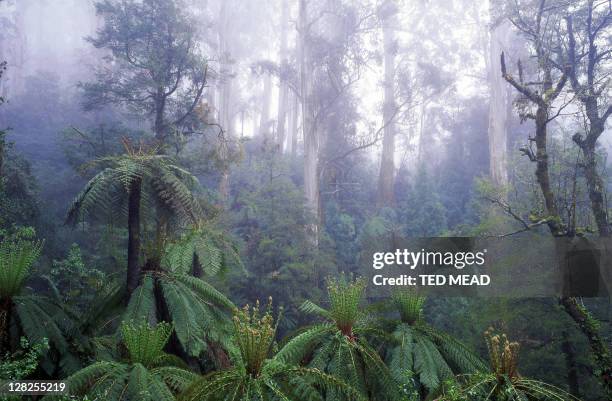 forest scene with fern trees in foreground,tarra-bulga national park - gippsland stock pictures, royalty-free photos & images
