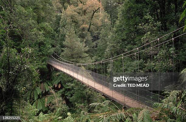 bridge in forest,tarra-bulga national park, gippsland, victoria - gippsland stockfoto's en -beelden