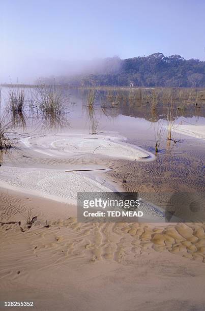 reeds in the lifting mist around lake boomajin,fraser island - fraser stock pictures, royalty-free photos & images