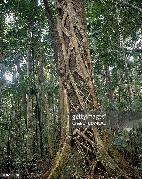 strangler fig in rainforest,fraser island - fraser stock pictures, royalty-free photos & images