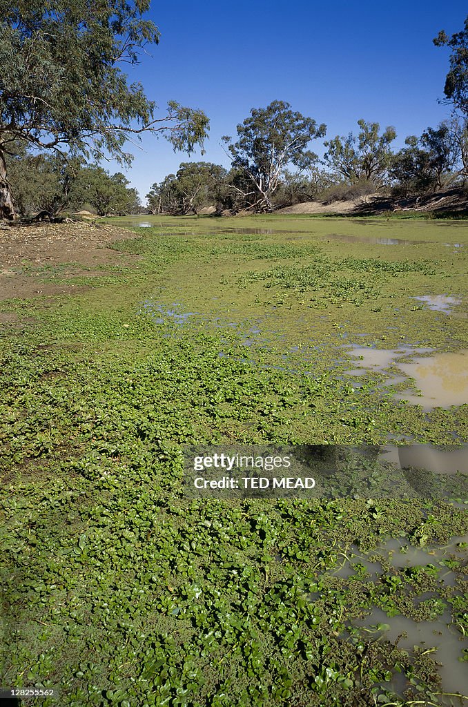 Cooper creek near coongie lakes,south australia