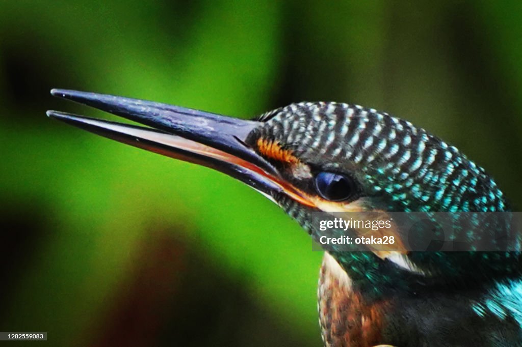 This is a close-up photo of a kingfisher.