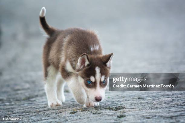 siberian husky dog puppy. - siberian husky stock pictures, royalty-free photos & images