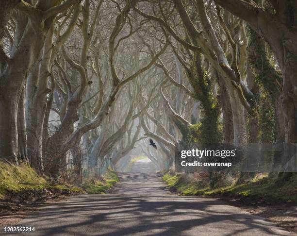 spooky wood - spooky road stock pictures, royalty-free photos & images