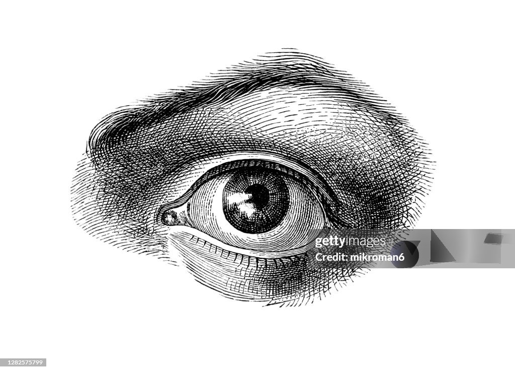 Old engraved illustration of Anatomy of the human eye