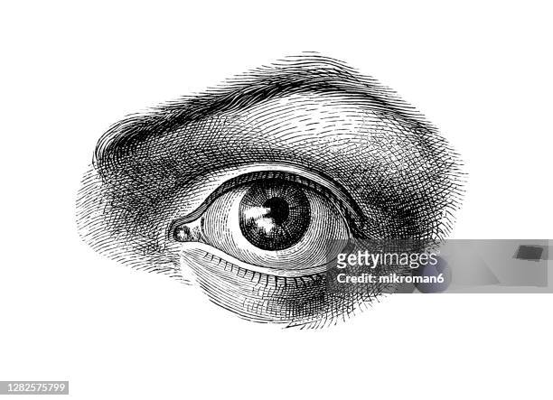 old engraved illustration of anatomy of the human eye - engraving stock-fotos und bilder