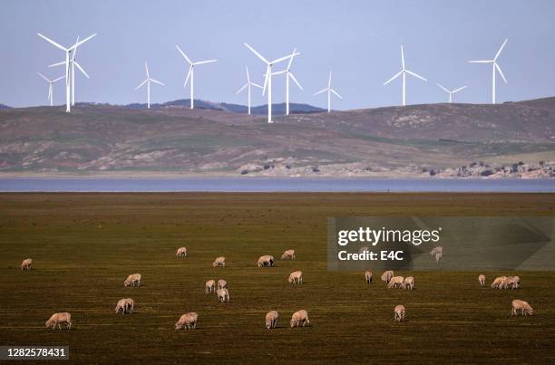 ovejas pastando con aerogeneradores en segundo plano - wind farm australia fotografías e imágenes de stock