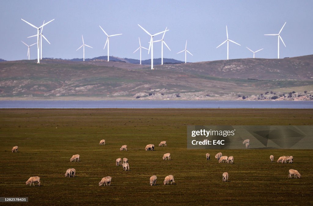 Sheep grazing with wind turbines in background