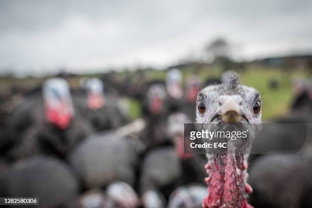 close-up of turkey at turkey farm - domestic animals stock pictures, royalty-free photos & images