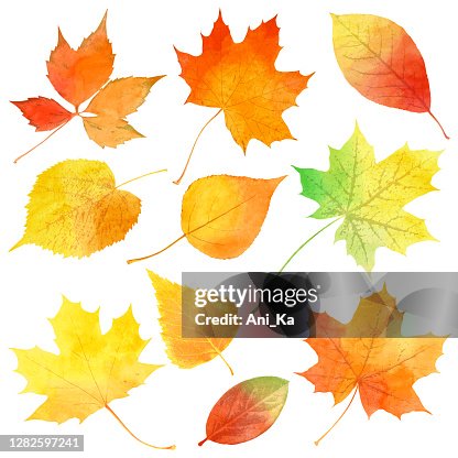 7 416点の紅葉イラスト素材 Getty Images