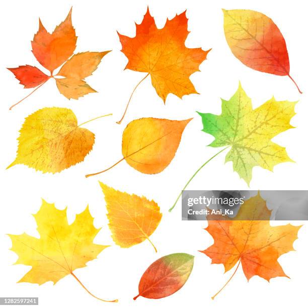 stockillustraties, clipart, cartoons en iconen met aquarel herfstbladeren - autumn leaf color