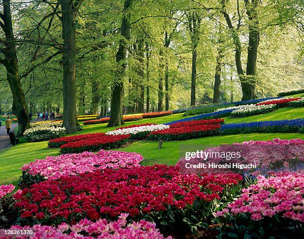 keukenhof, also known as the garden of europe, holland, the netherlands - keukenhof gardens stock pictures, royalty-free photos & images