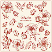 Set with Hibiscus Sabdariffa or Roselle flowers