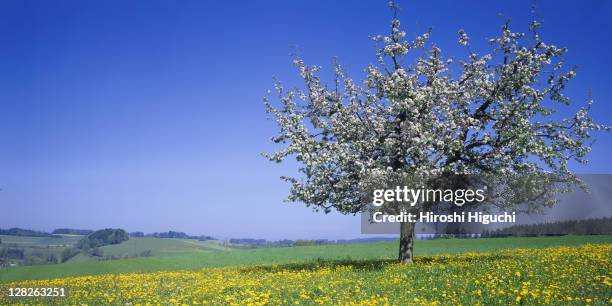 apple blossoms, canton lucerne, switzerland - apfelbaum blüte stock-fotos und bilder