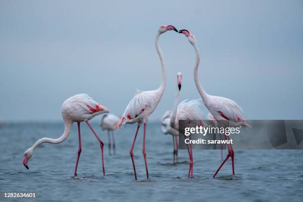 greater flamingos (phoenicopterus roseus), walvis bay, namibia - walvis bay stock-fotos und bilder