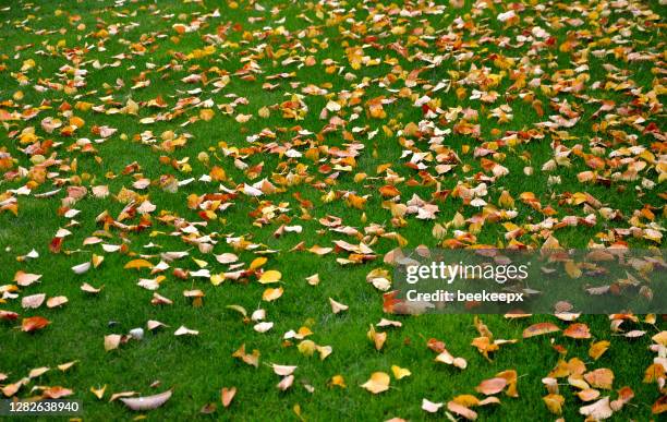 shaped deciduous hedges in the fall shed lots of leaves on the lawns of the path of the retaining wall of bricks. romantic impressionist paintings and yellow, green, orange, brown dots that a gardener cleans with rakes on compost in a composting plant