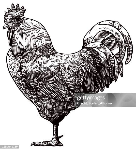 drawing of a rooster - rooster stock illustrations