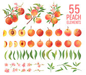 Peach Fruit watercolor element set. Isolated peaches collection of fruits, leaves, slices on white. 
Botanical elements for design, cover, wedding cards, party invitation , backdrop