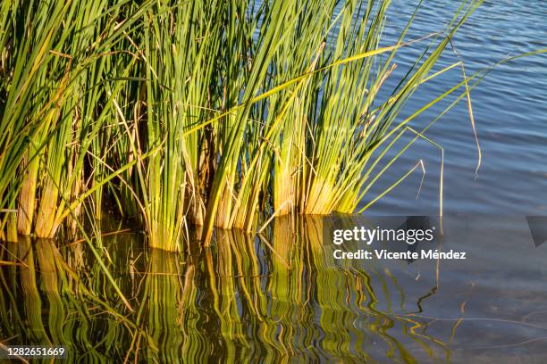 reeds in the lake - sala grande foto e immagini stock