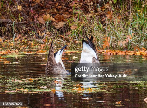 Two Canada geese searching for food Two Canada geese searching for food