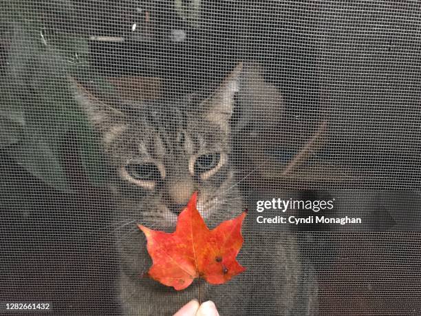 tabby cat sniffing an autumn leaf throught a screen door - cat screen door stock pictures, royalty-free photos & images