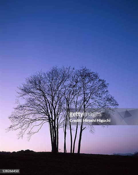 trees at dusk, canton baselland, switzerland - canton de bâle campagne photos et images de collection