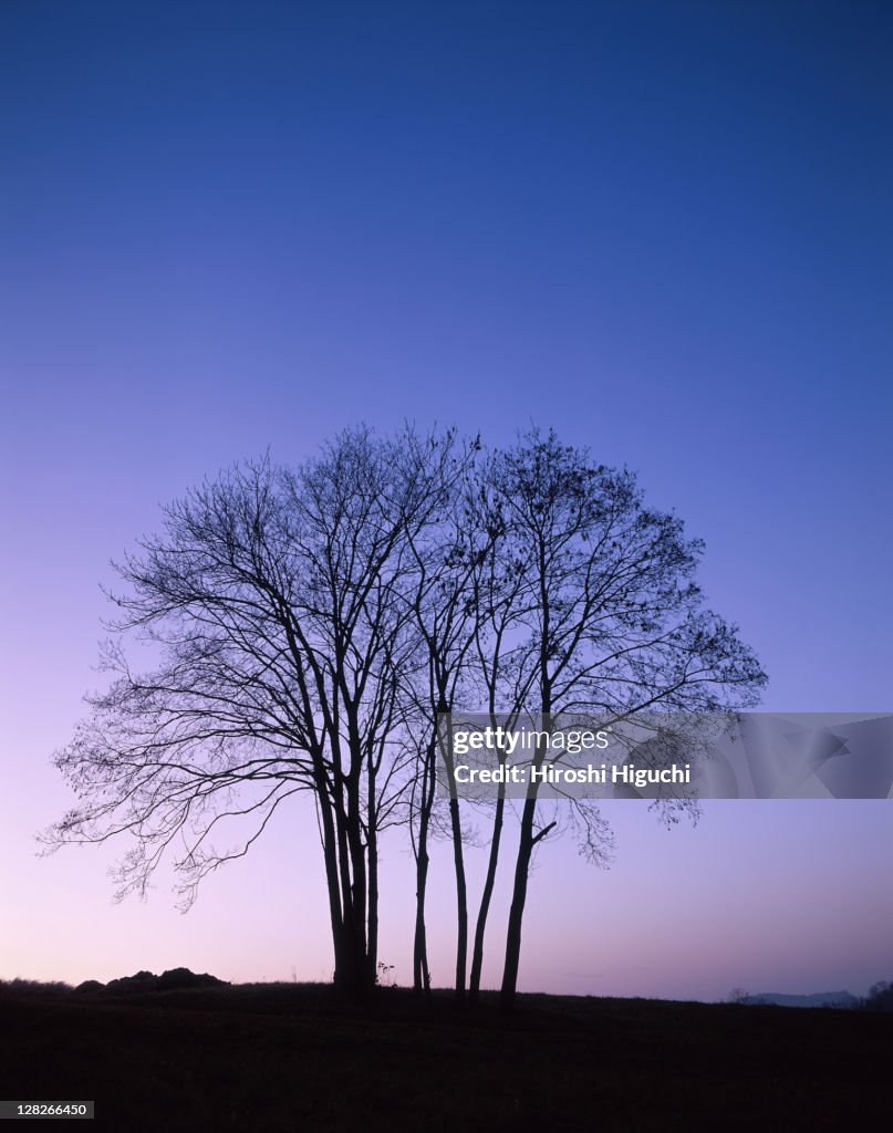 Trees at dusk, Canton Baselland, Switzerland