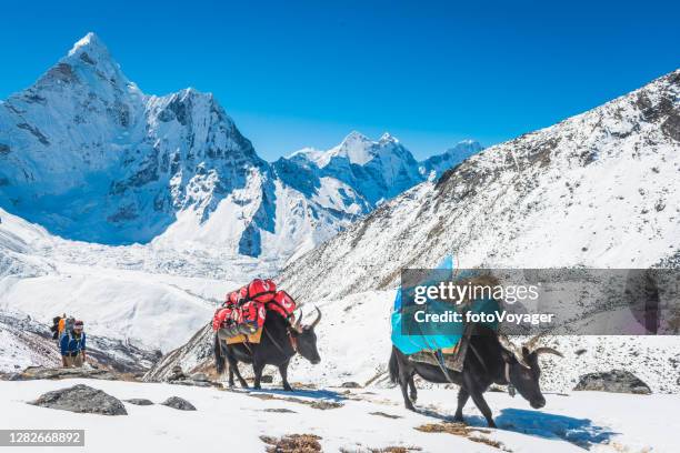 nepal yaks and driver on snowy himalayan mountain trail khumbu - sherpa nepal stock pictures, royalty-free photos & images