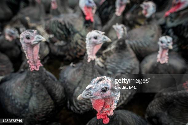 turkeys for christmas - turkey meat stock pictures, royalty-free photos & images