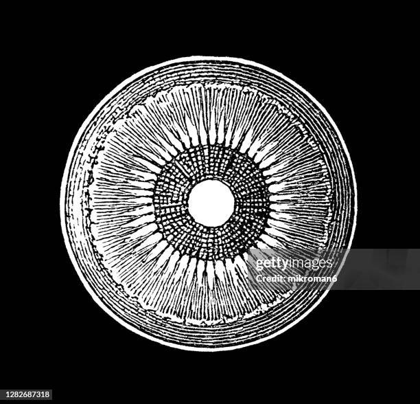 old engraved illustration of anatomy of the human eye - eye cross section stock pictures, royalty-free photos & images