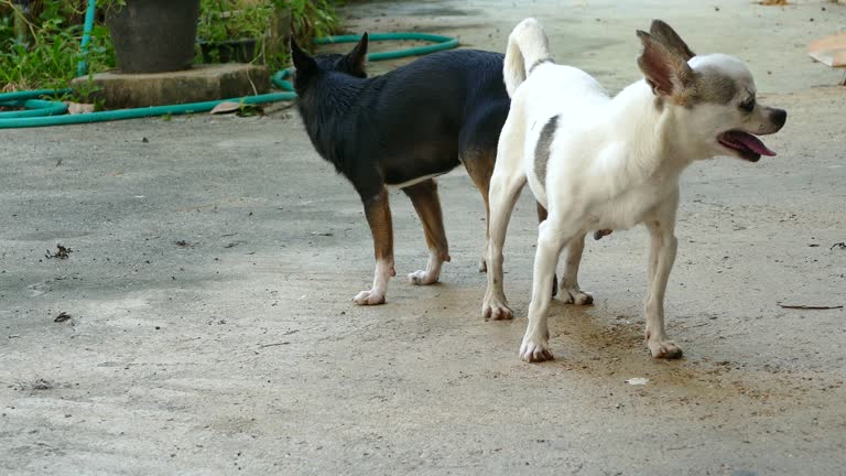 205 Mating Dogs Videos and HD Footage - Getty Images 205 Mating Dogs Videos and HD Footage - Getty Images