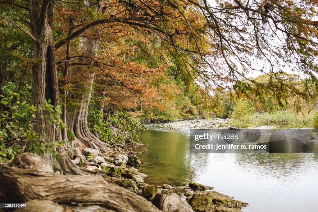Guadalupe River State Park cypress trees in autumn along river