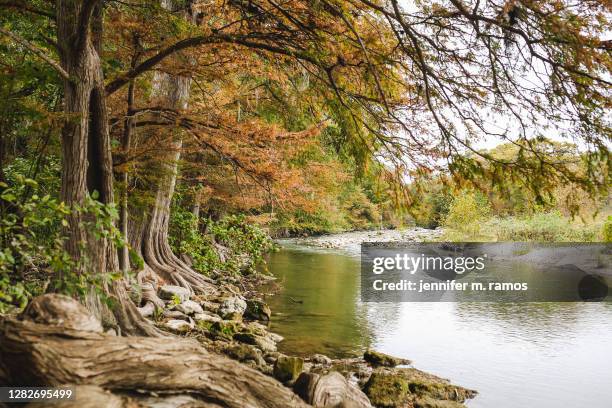 guadalupe river state park cypress trees in autumn along river - texas v texas a m stock pictures, royalty-free photos & images