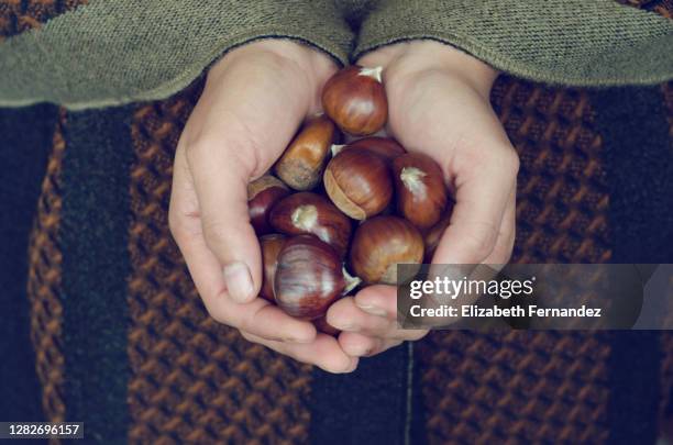 cropped hand holding fresh chestnuts - kastanie laubbaum stock-fotos und bilder