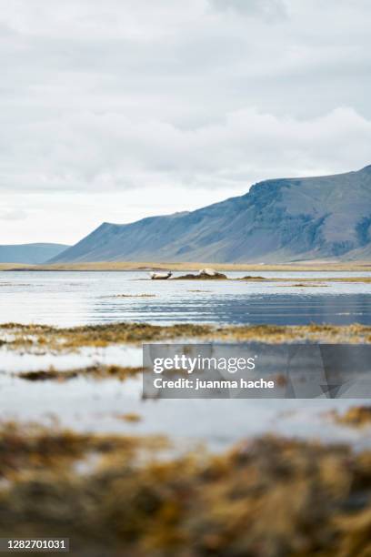 hilly seashore in overcast autumn day - seaside sparrow stock pictures, royalty-free photos & images