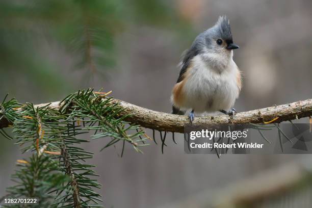 tufted titmouse on branch - tufted titmouse stock pictures, royalty-free photos & images