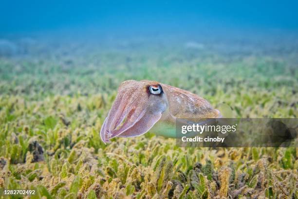 inktvis ( sepiida ) op zeegrasbed in rode zee - marsa alam - egypte - cephalopod stockfoto's en -beelden